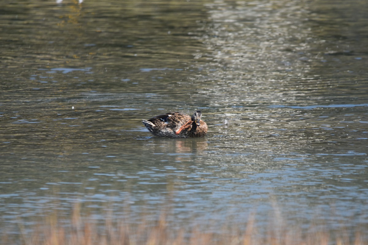 Northern Shoveler - ML642196088