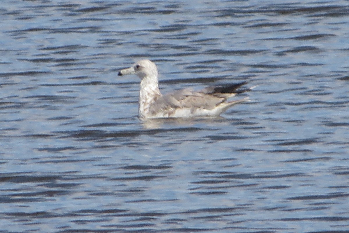 gull sp. - ML642196089