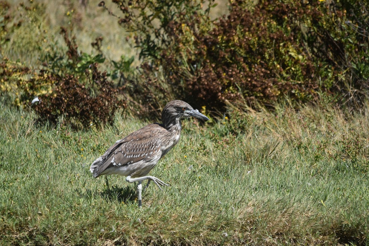 Black-crowned Night Heron - ML642196097