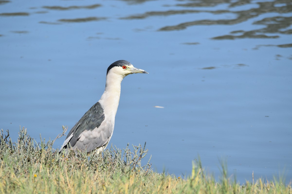 Black-crowned Night Heron - ML642196100