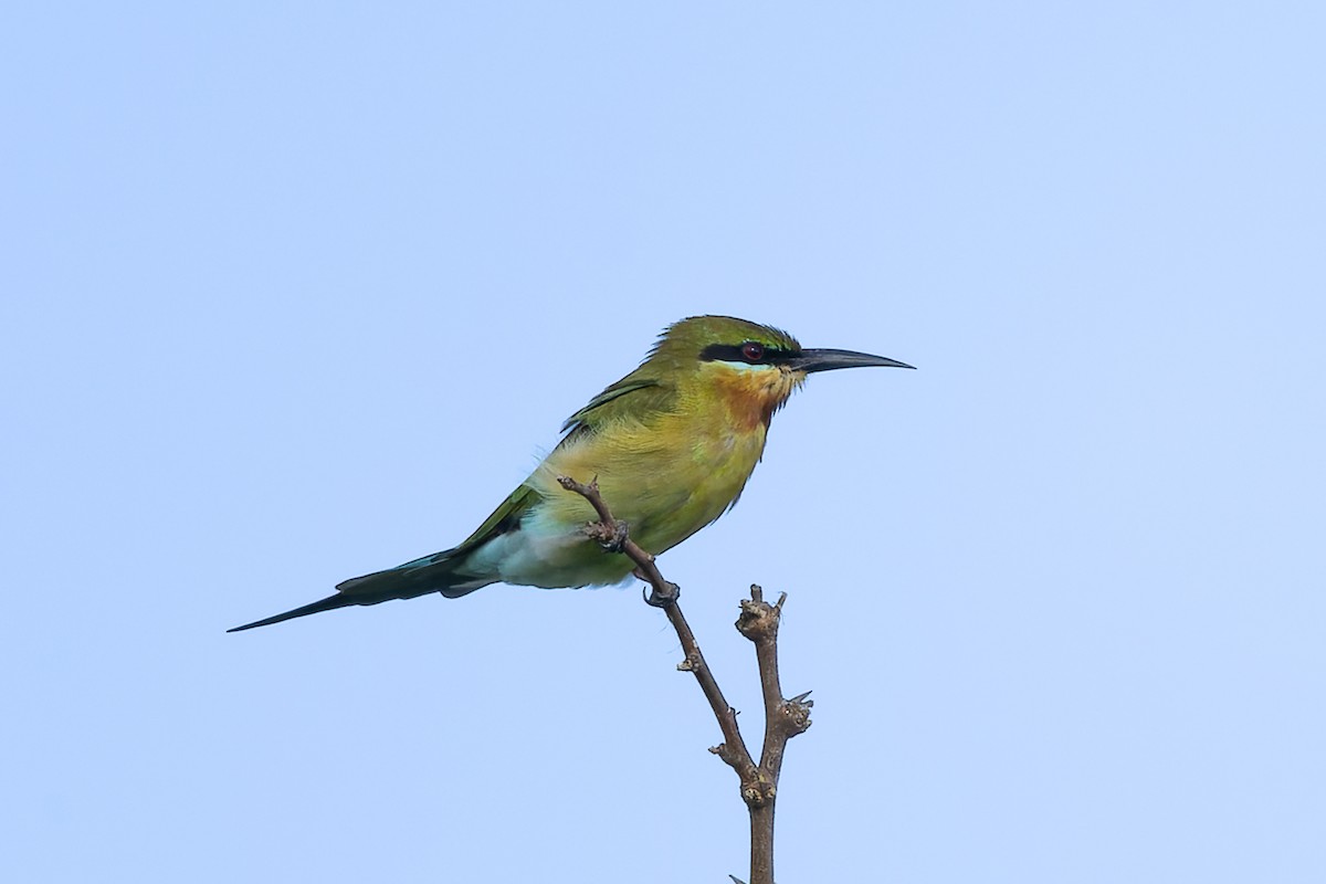 Blue-tailed Bee-eater - ML642196101