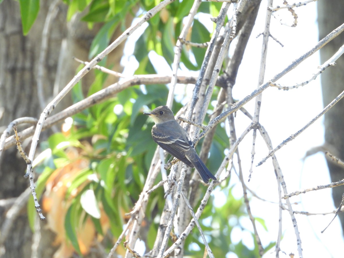 Western Wood-Pewee - ML642196102