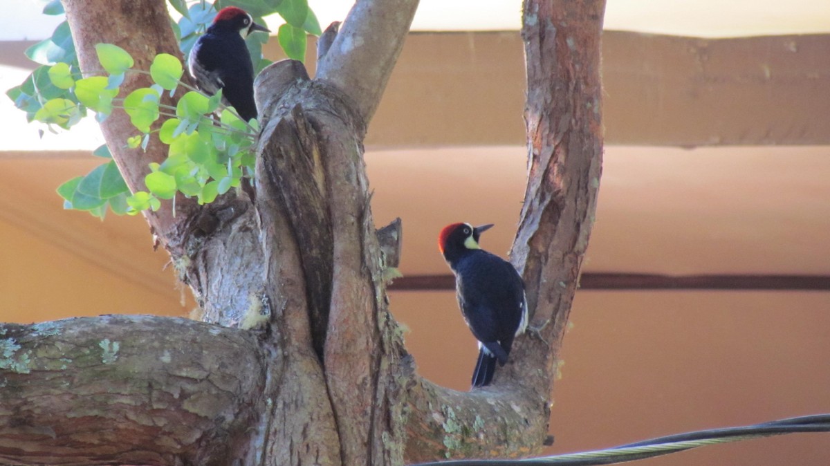 Acorn Woodpecker - ML642196103