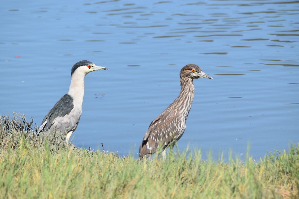 Black-crowned Night Heron - ML642196104