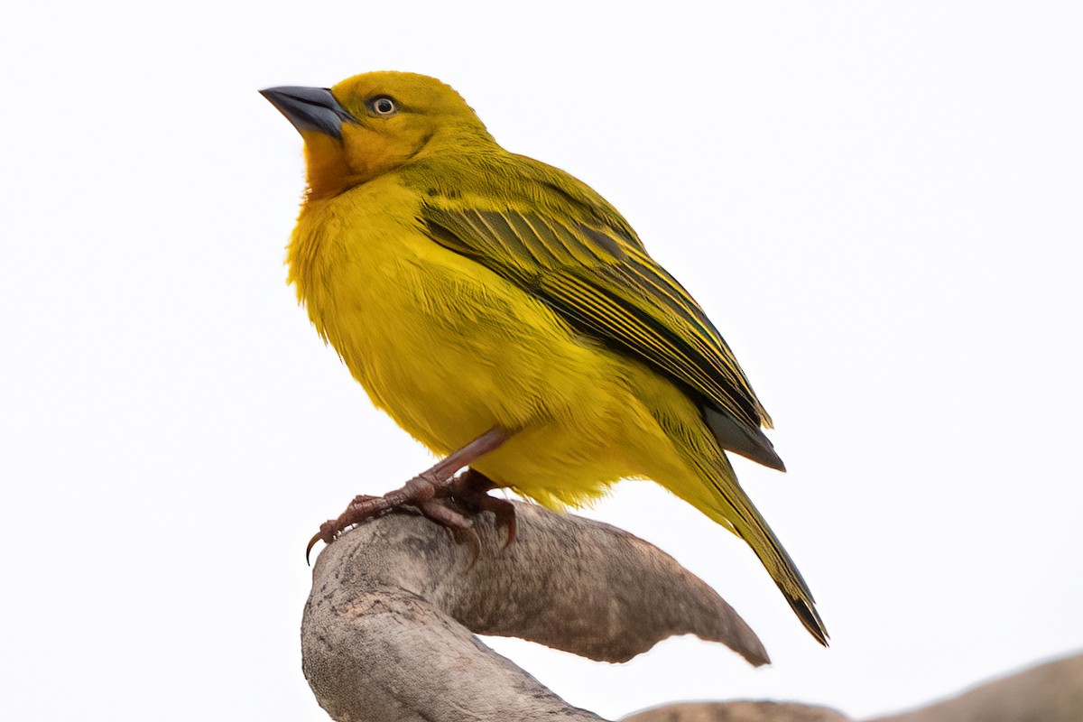 Holub's Golden-Weaver - ML642196105