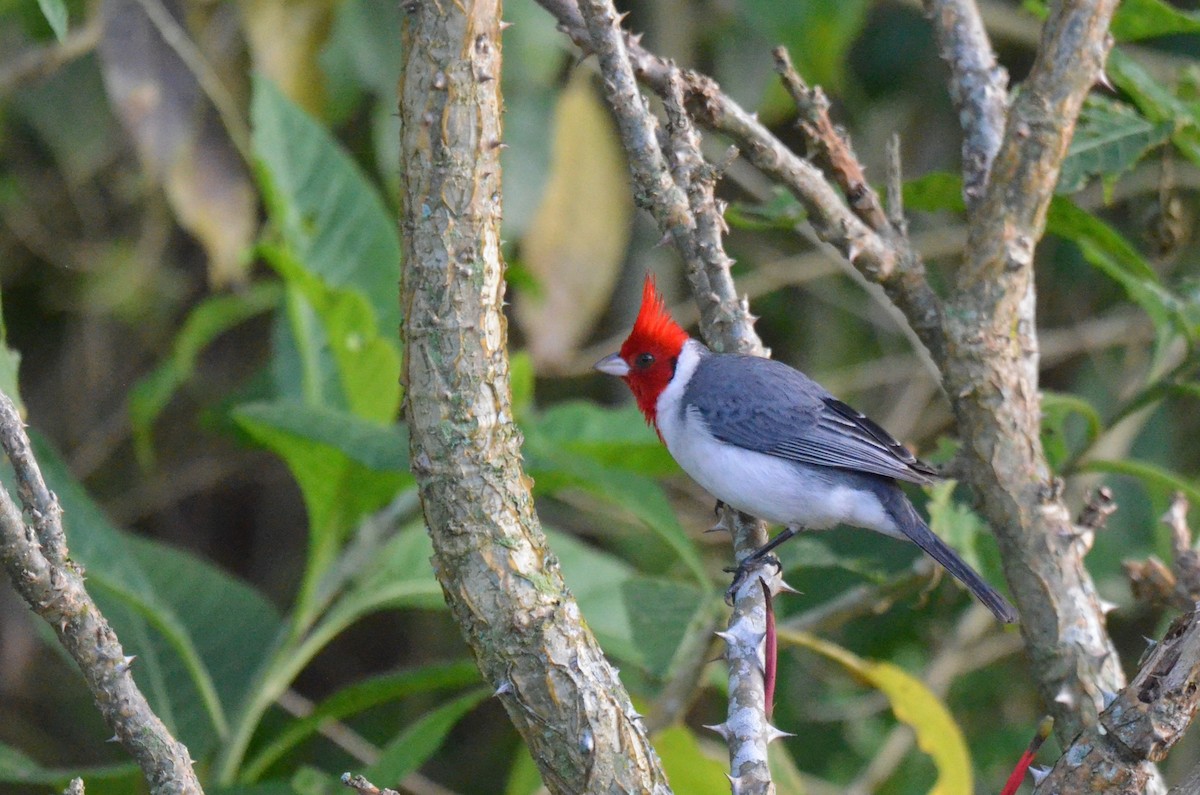 Red-crested Cardinal - ML642196106