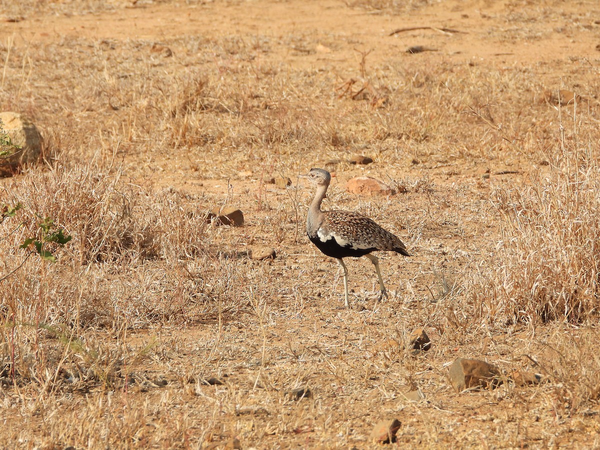Red-crested Bustard - ML642196108