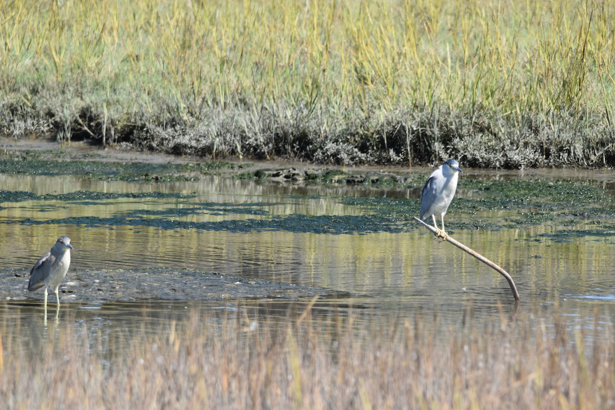Black-crowned Night Heron - ML642196109
