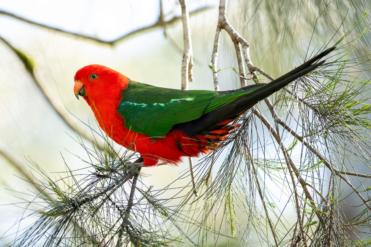 Australian King-Parrot - ML642196122