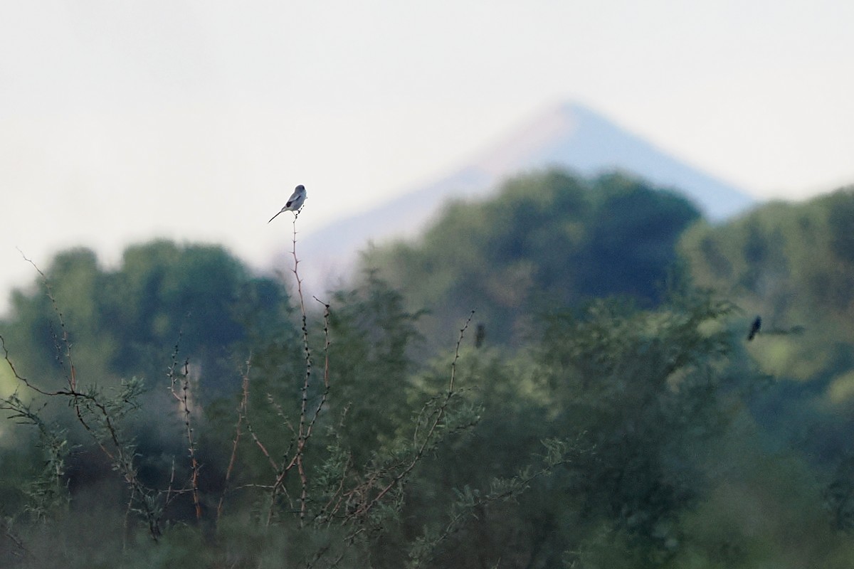 Loggerhead Shrike - ML642196134