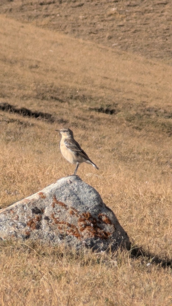 Northern Wheatear - ML642196135