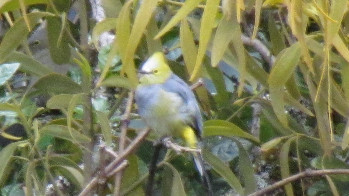 Long-tailed Silky-flycatcher - ML642196138
