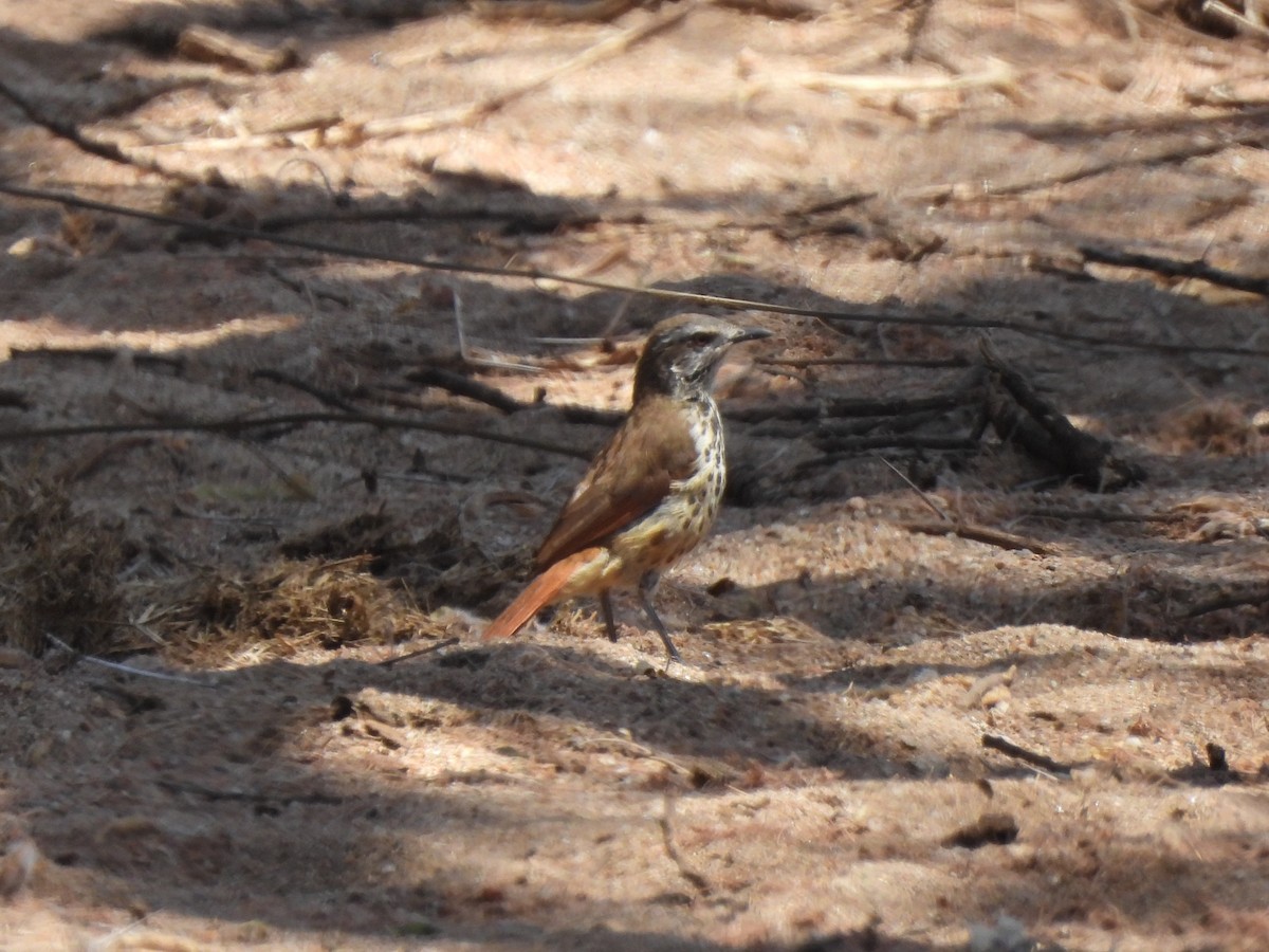 Spotted Morning-Thrush - ML642196140