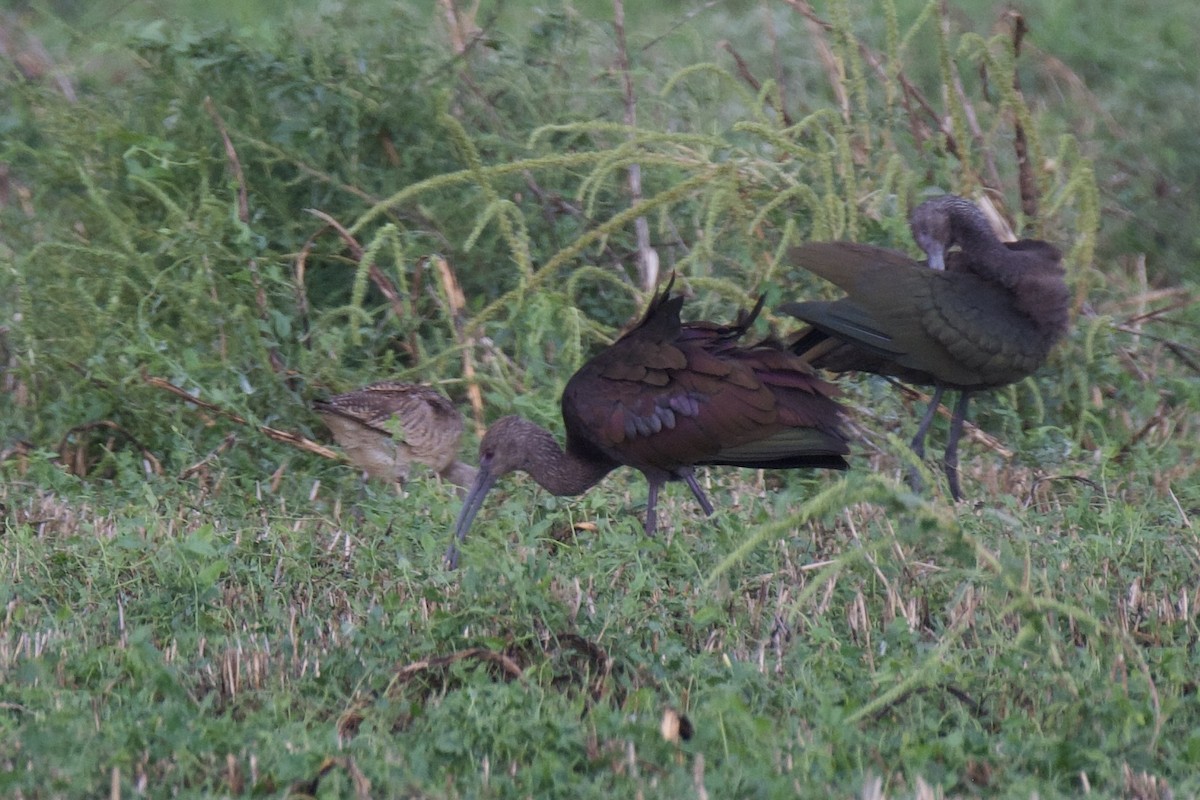 Marbled Godwit - ML642196147