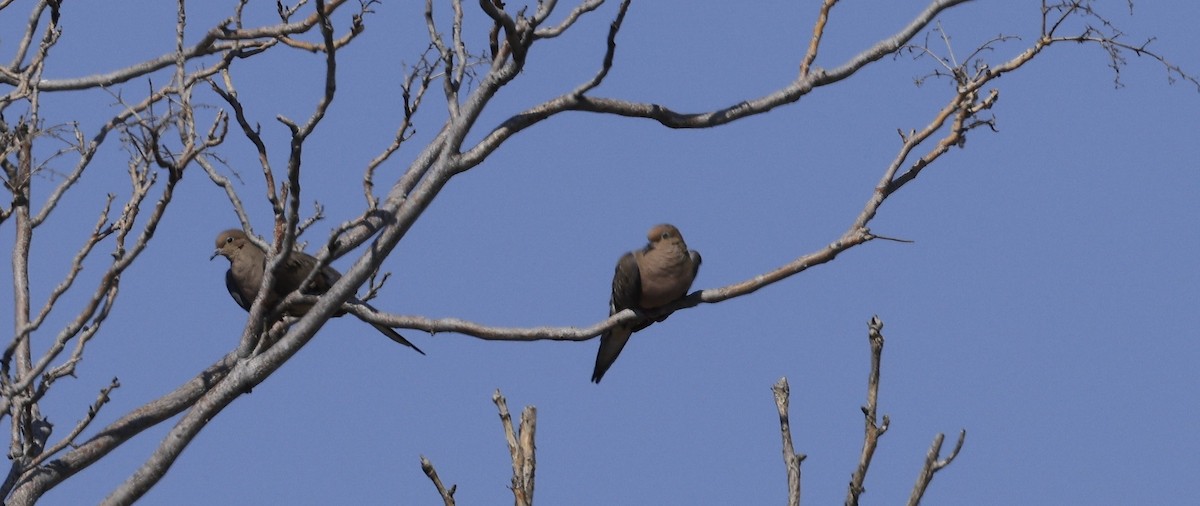 Mourning Dove - ML642196151
