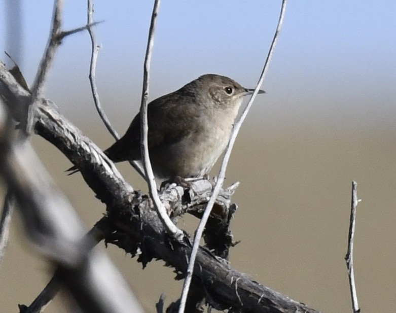 Northern House Wren - ML642196156