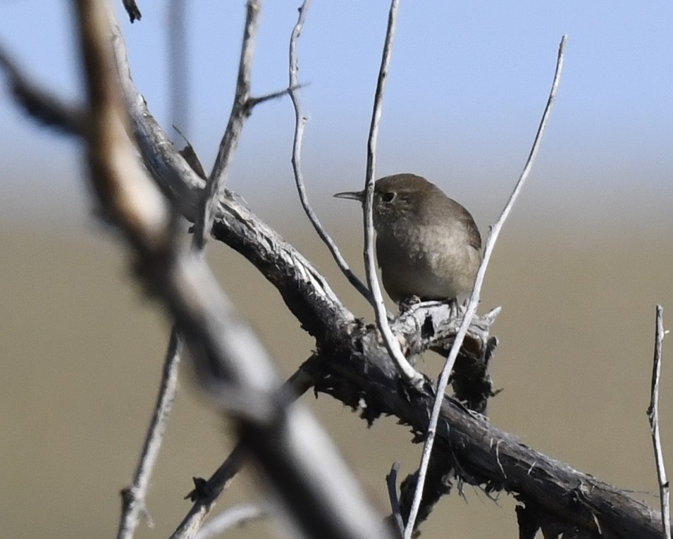 Northern House Wren - ML642196158