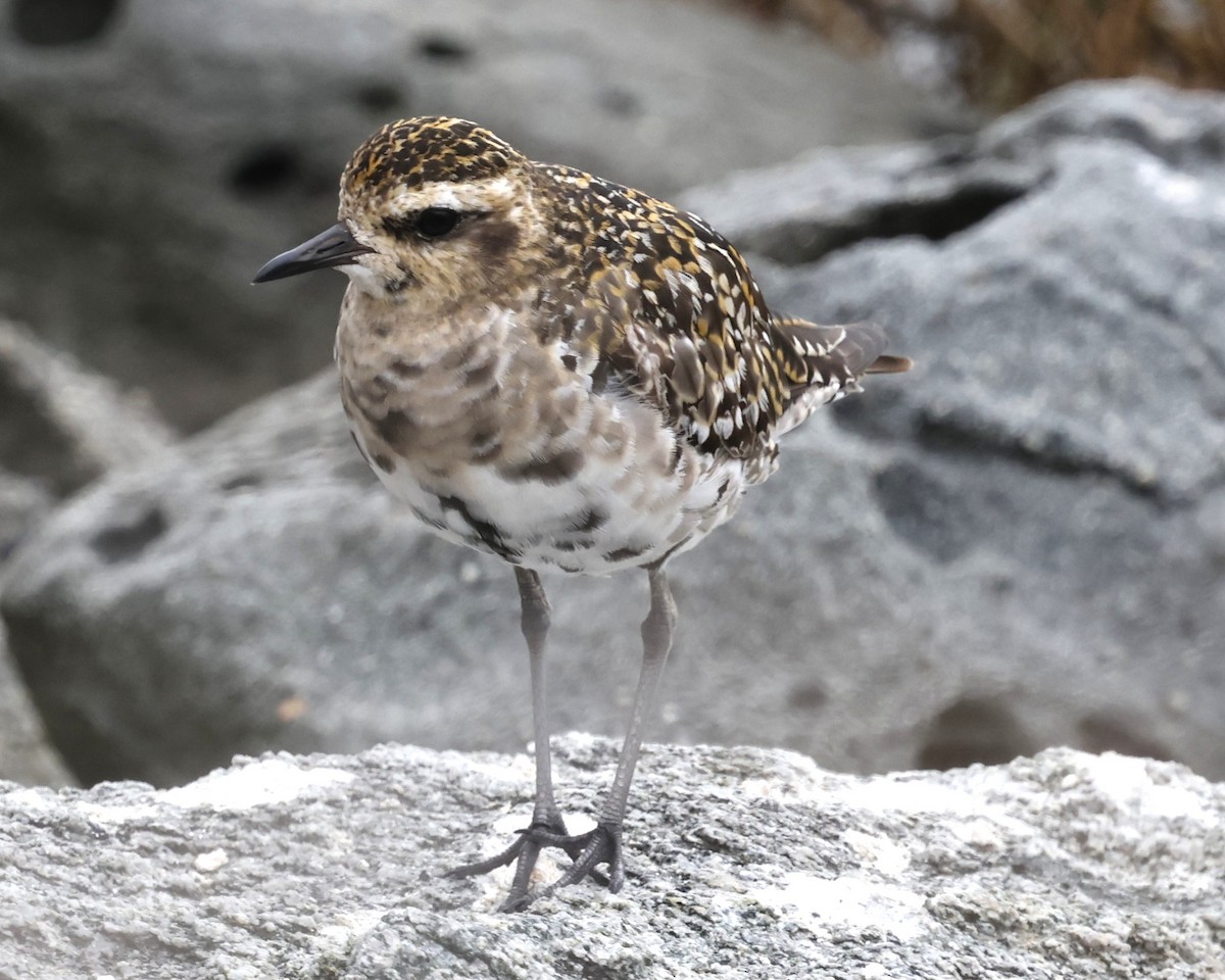 Pacific Golden-Plover - ML642196162