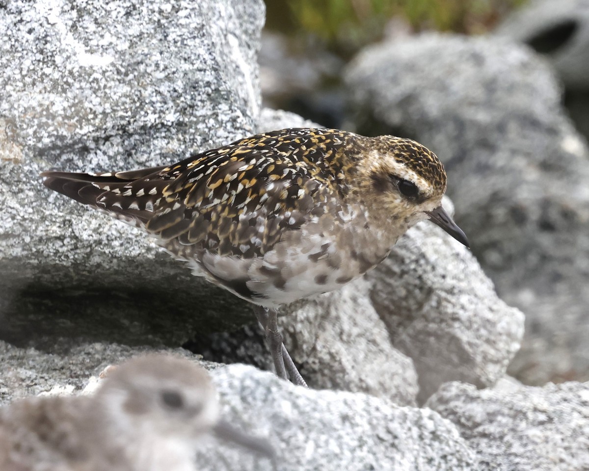 Pacific Golden-Plover - ML642196163