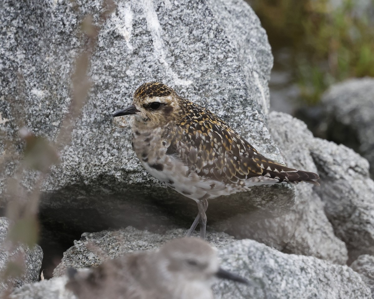 Pacific Golden-Plover - ML642196165