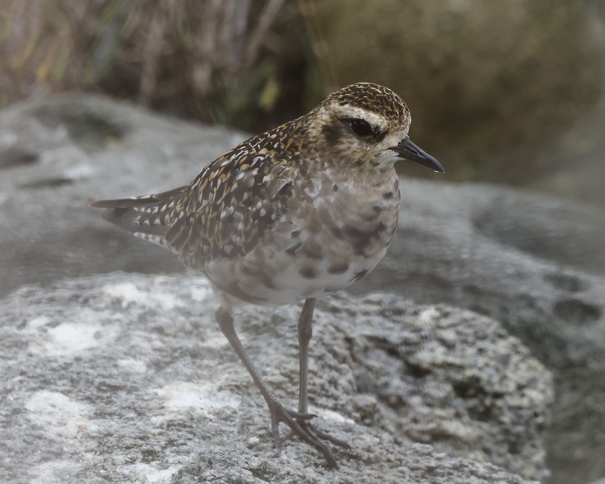 Pacific Golden-Plover - ML642196166