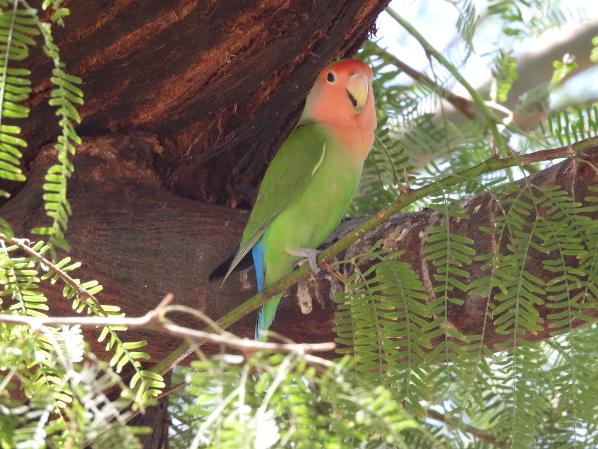 Rosy-faced Lovebird - ML642196192