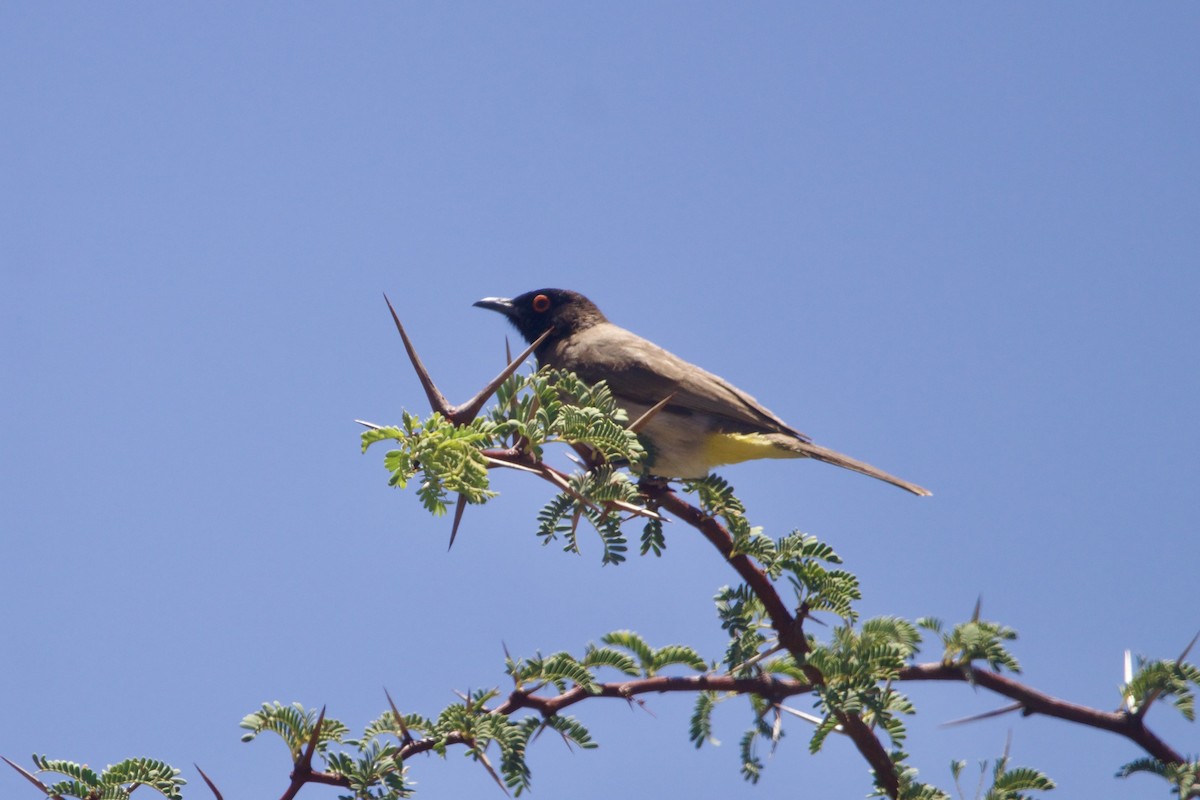Bulbul Encapuchado - ML642196204