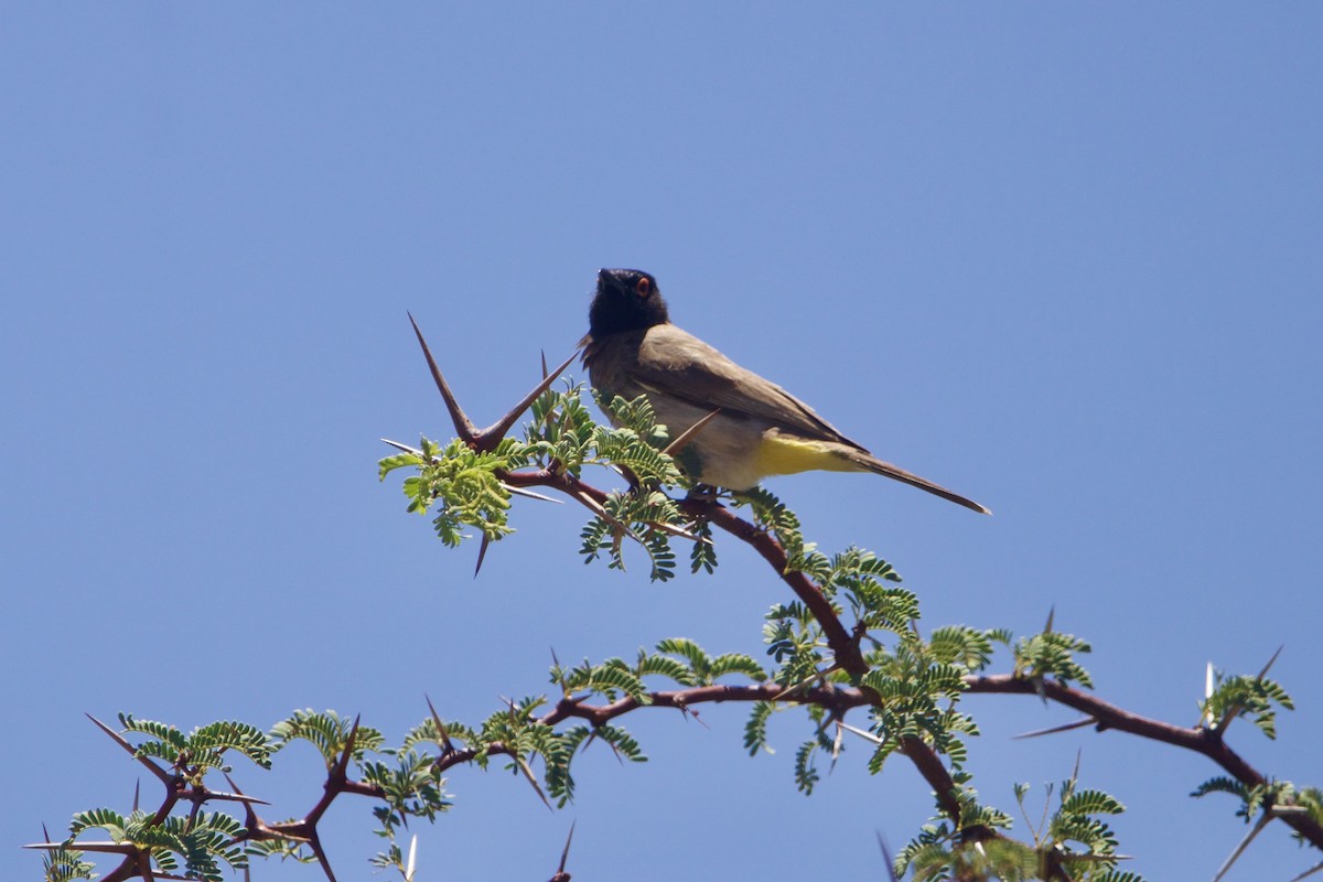 Bulbul Encapuchado - ML642196205