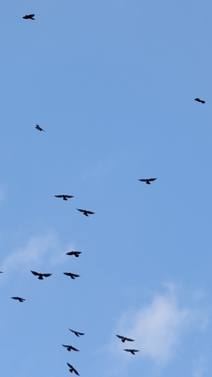 Red-billed Chough - ML642196207