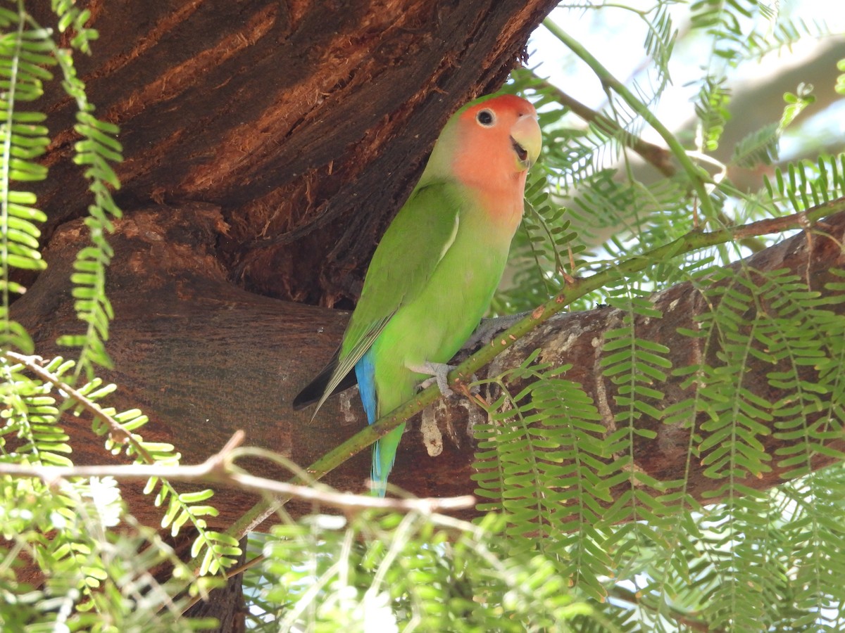 Rosy-faced Lovebird - ML642196209