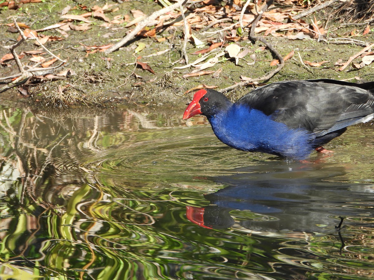 Australasian Swamphen - ML642196221
