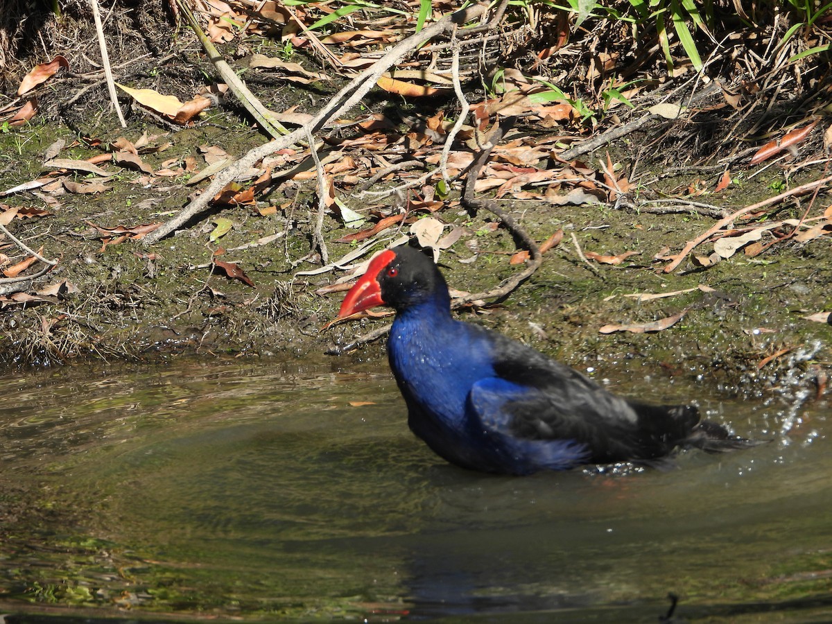 Australasian Swamphen - ML642196222