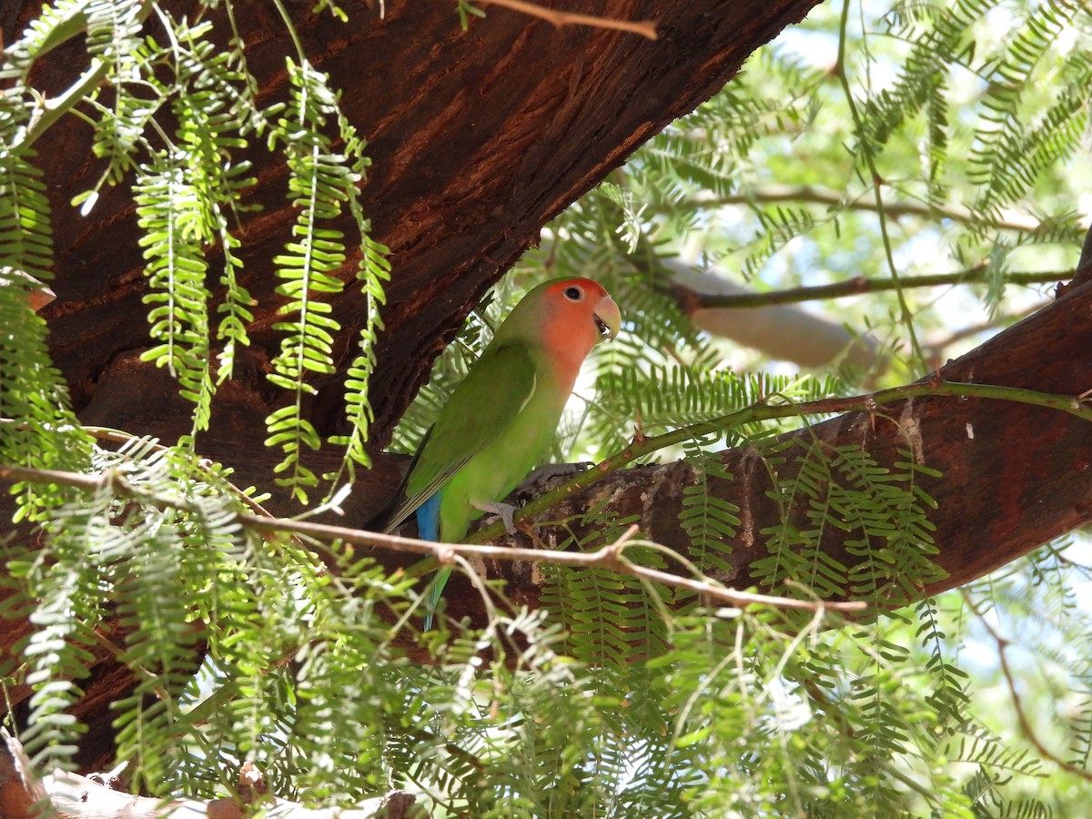 Rosy-faced Lovebird - ML642196224