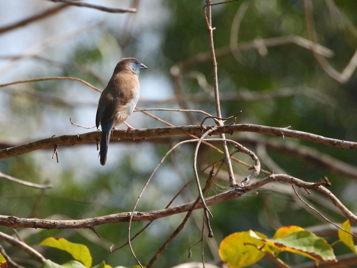 Southern Cordonbleu - ML642196227