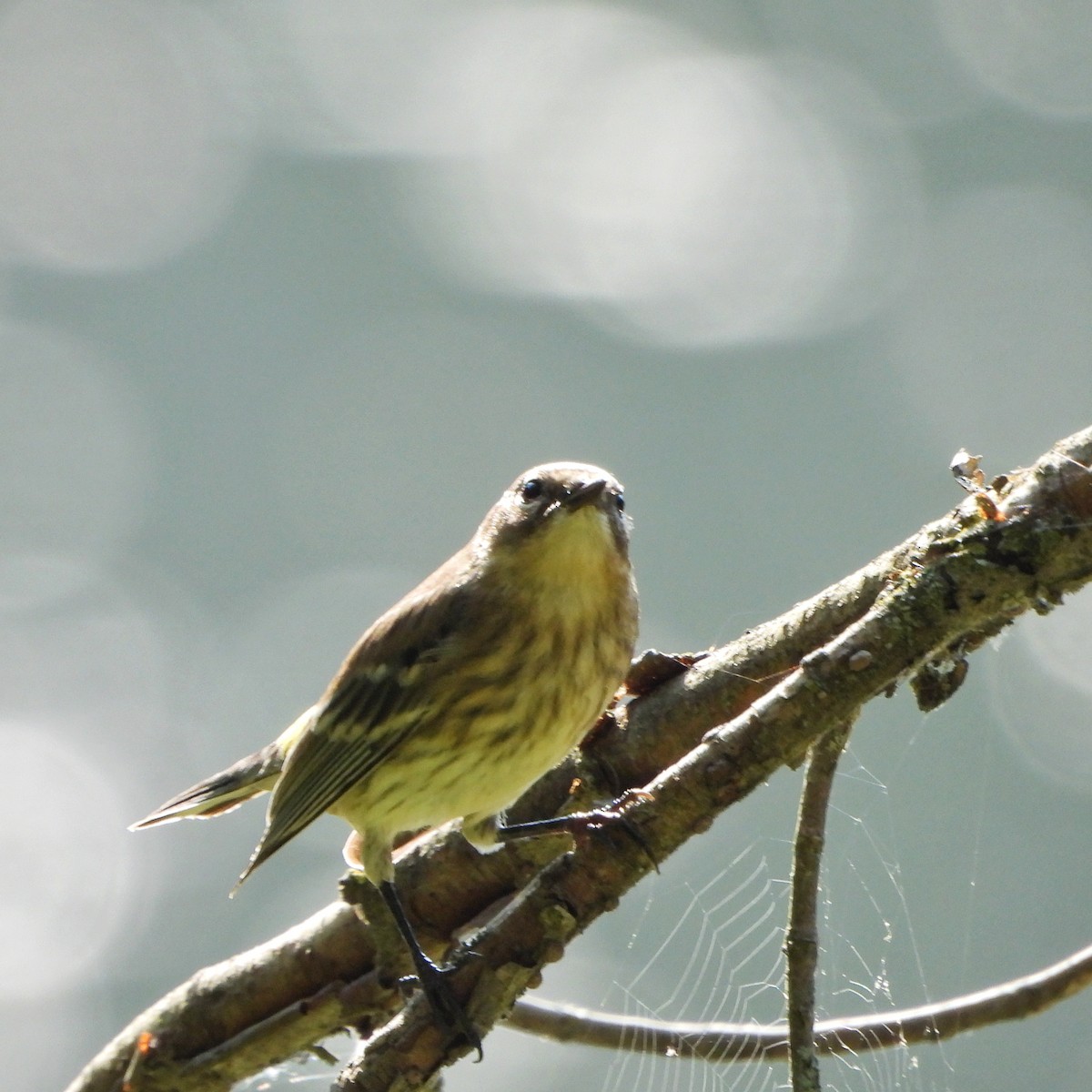 Yellow-rumped Warbler - ML642196228