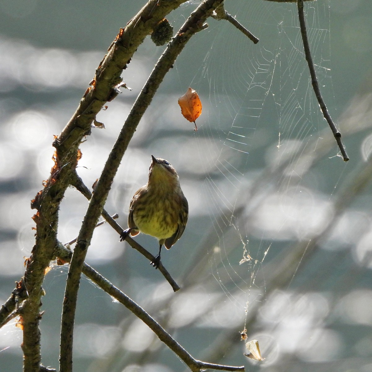 Yellow-rumped Warbler - ML642196229