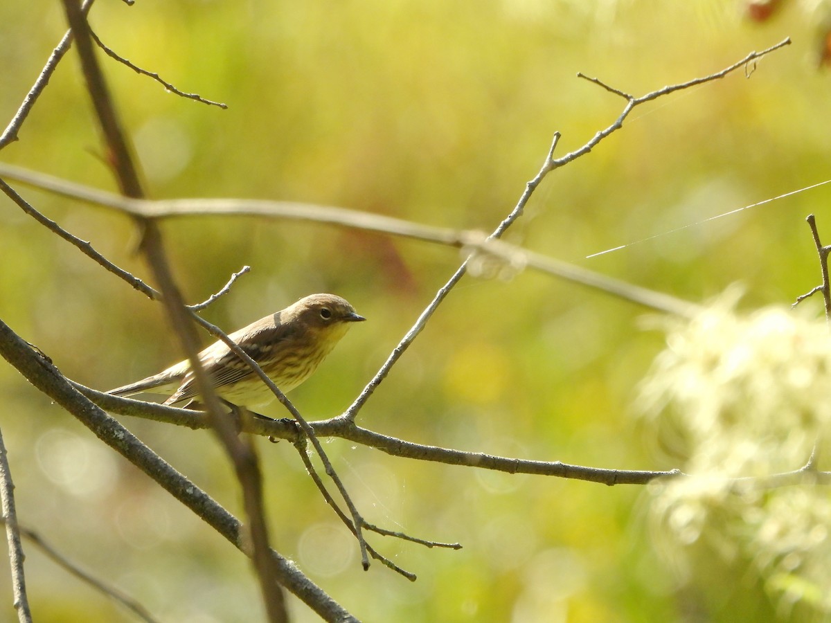Yellow-rumped Warbler - ML642196230
