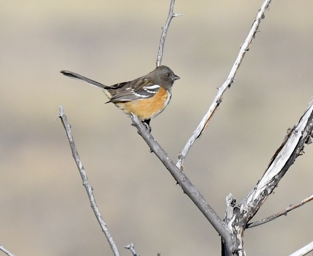 Spotted Towhee - ML642196231