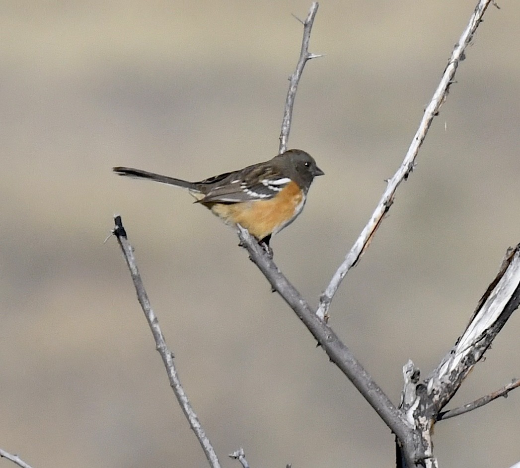 Spotted Towhee - ML642196232