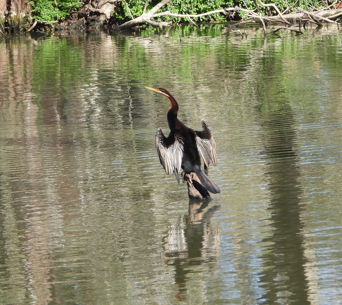 Anhinga australiarra - ML642196233