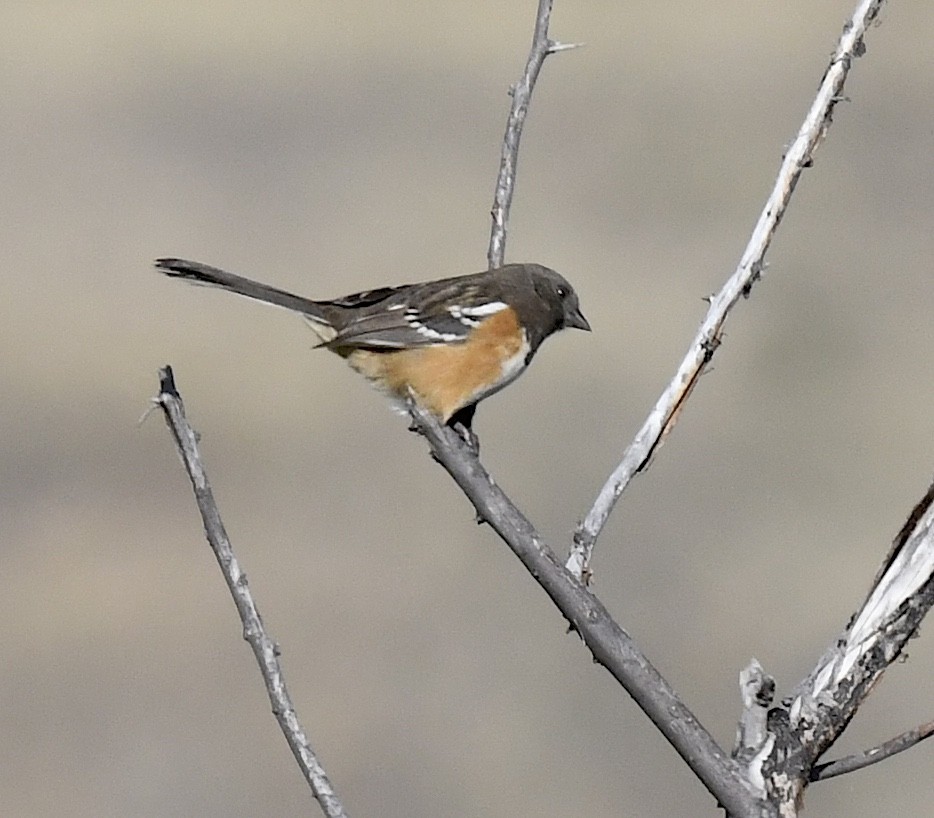 Spotted Towhee - ML642196234