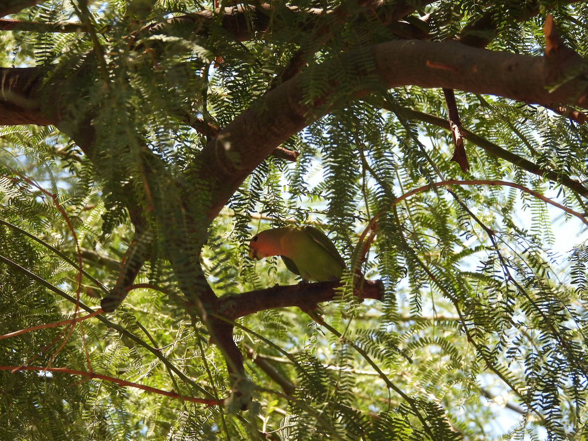 Rosy-faced Lovebird - ML642196235