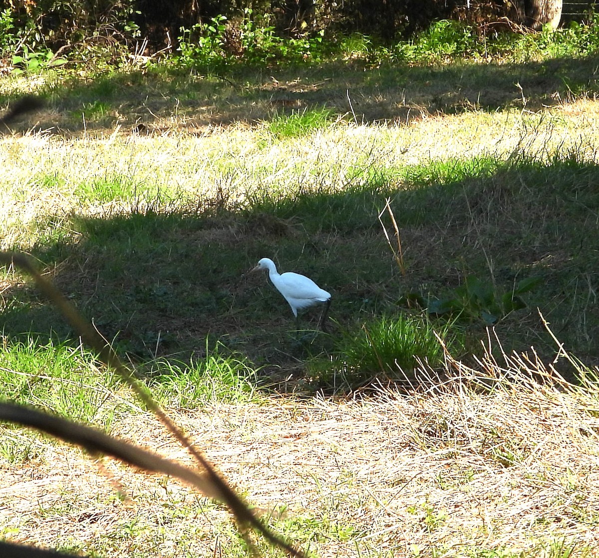 Eastern Cattle-Egret - ML642196236