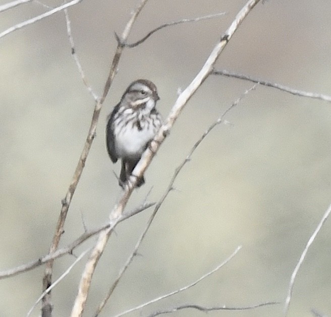 Song Sparrow - ML642196237