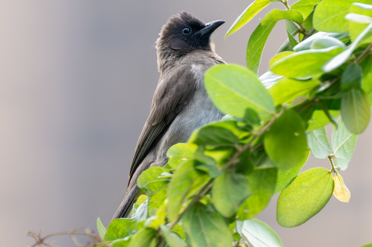 Bulbul arrunta - ML642196238