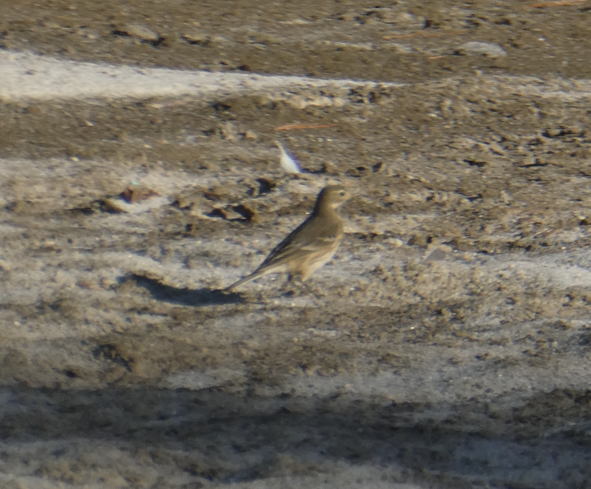 American Pipit - ML642196239