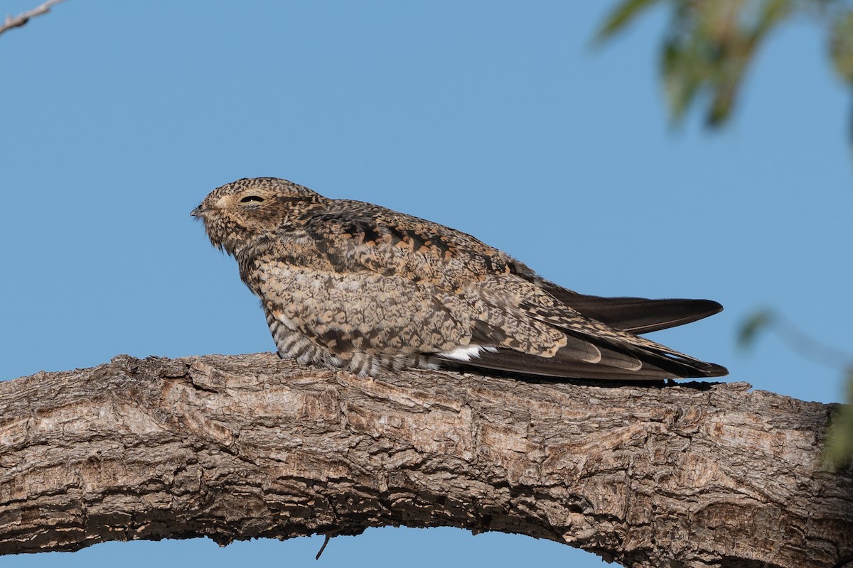 Common Nighthawk - ML642196241