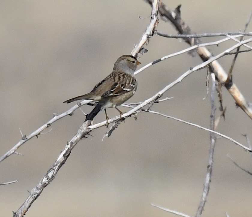 White-crowned Sparrow - ML642196242