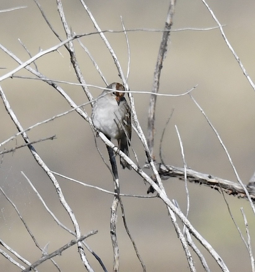 White-crowned Sparrow - ML642196243