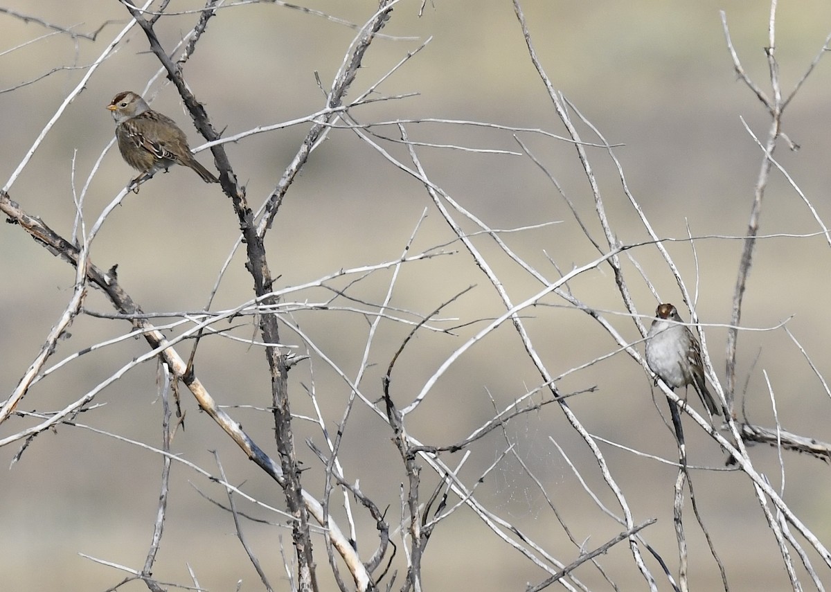 White-crowned Sparrow - ML642196244